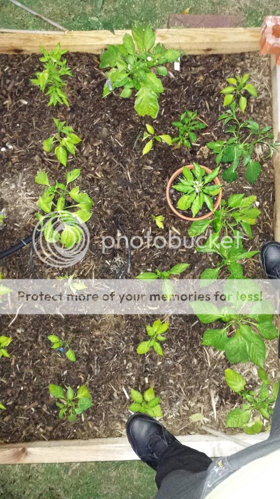  photo 2014-05-15203611_zps6046aa27.jpg